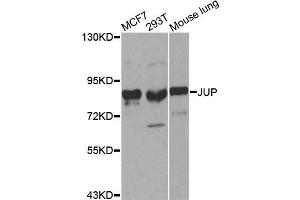 Western blot analysis of extracts of various cell lines, using JUP antibody. (JUP anticorps  (AA 1-300))