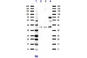 Western Blot of Rabbit anti-BCL3 antibody Western Blot of Rabbit anti-BCL3 antibody. (BCL3 anticorps  (C-Term))