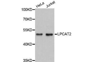 Western blot analysis of extracts of various cell lines, using LPCAT2 antibody (ABIN1876112) at 1:3000 dilution. (LPCAT2 anticorps)
