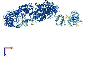 AlphaFold protein structure predicition of Human Recombinant IARS1 Protein, UniprotID P41252