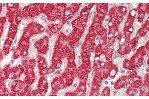 Detection of GBA in Human Liver Tissue using Polyclonal Antibody to Glucocerebrosidase (GBA) (GBA anticorps  (AA 117-214))