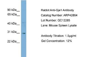 WB Suggested Anti-Gje1 Antibody Titration:  0.