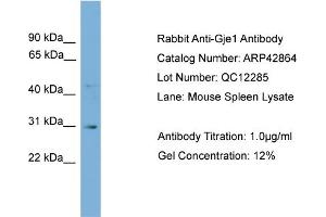 WB Suggested Anti-Gje1 Antibody Titration:  0. (GJE1 anticorps  (N-Term))