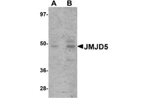 Western Blotting (WB) image for anti-Jumonji Domain Containing 5 (JMJD5) (C-Term) antibody (ABIN1030455) (JMJD5 anticorps  (C-Term))