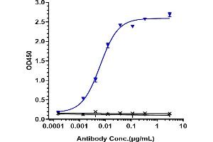 Immobilized human MASP 2A His at 2 μg/mL can bind Anti-MASP2 Reference Antibody (narsoplimab), EC50=0.