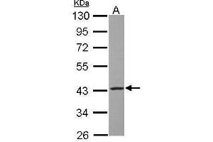 WB Image Sample (30 ug of whole cell lysate) A: HepG2 10% SDS PAGE antibody diluted at 1:1000