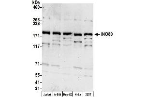 anti-INO80 Homolog (INO80) (AA 1506-1556) antibody