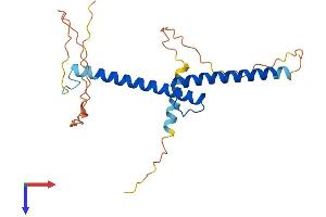 AlphaFold protein structure predicition of Human Recombinant MYOG Protein, UniprotID P15173