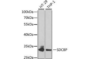 Western blot analysis of extracts of various cell lines, using SDCBP antibody. (SDCBP anticorps)
