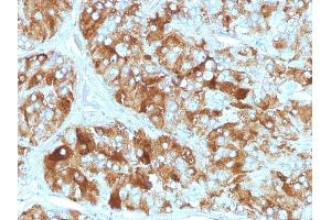 Formalin-fixed, paraffin-embedded human Adrenal Gland stained with Chromogranin A Monoclonal Antibody (CGA/413) (Chromogranin A anticorps)