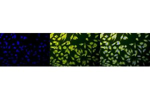 Immunocytochemistry/Immunofluorescence analysis using Rabbit Anti-Calnexin-CT Polyclonal Antibody (ABIN361782 and ABIN361783). (Calnexin anticorps  (C-Term))