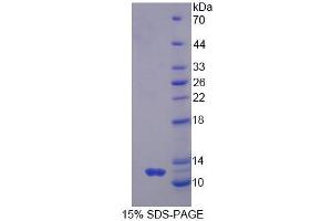 SDS-PAGE analysis of Human GNg2 Protein. (GNG2 Protéine)
