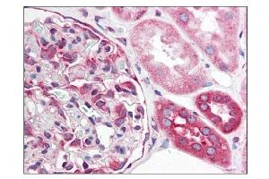 Image no. 2 for anti-Tumor Necrosis Factor Receptor Superfamily, Member 10a (TNFRSF10A) (AA 1-20), (N-Term) antibody (ABIN303303)