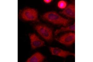 Immunofluorescence (IF) image for anti-Lactate Dehydrogenase A (LDHA) (AA 1-332), (N-Term) antibody (ABIN492379) (Lactate Dehydrogenase A anticorps  (N-Term))