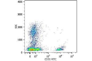 Surface staining of human peripheral blood cells with anti-human CD20 (LT20) FITC. (CD20 anticorps)