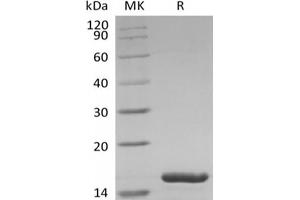 Western Blotting (WB) image for Interleukin 1 Family, Member 6 (IL1F6) (Active) protein (ABIN7319787) (IL36A/IL1F6 Protéine)