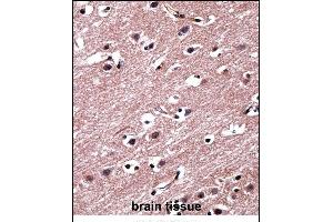 RORB Antibody (C-term) ((ABIN657975 and ABIN2846921))immunohistochemistry analysis in formalin fixed and paraffin embedded human brain tissue followed by peroxidase conjugation of the secondary antibody and DAB staining. (RORB anticorps  (C-Term))
