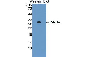 Western blot analysis of the recombinant protein. (Manic Fringe anticorps  (AA 73-310))
