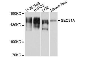Western blot analysis of extracts of various cell lines, using SEC31A antibody. (SEC31A anticorps)