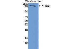 Western Blotting (WB) image for anti-Heat Shock 70kDa Protein 2 (HSPA2) (AA 1-633) antibody (ABIN1078116) (HSPA2 anticorps  (AA 1-633))