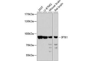 Western blot analysis of extracts of various cell lines, using IFT81 antibody  at 1:3000 dilution. (IFT81 anticorps  (AA 550-676))