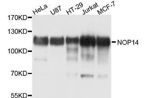 Western blot analysis of extracts of various cell lines, using NOP14 antibody. (Nop14 anticorps)