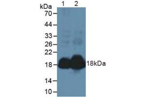 Figure. (NPPA anticorps  (AA 25-152))