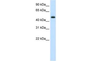 Western Blotting (WB) image for anti-E74-Like Factor 3 (Ets Domain Transcription Factor, Epithelial-Specific) (ELF3) antibody (ABIN2460403) (ELF3 anticorps)