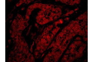 Immunofluorescence (IF) image for anti-RAD9 Homolog A (S. Pombe) (RAD9A) (C-Term) antibody (ABIN7449007)