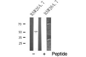 Western blot analysis of extracts from RAW264. (HCRTR1 anticorps  (C-Term))