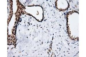 Immunohistochemical staining of paraffin-embedded prostate tissue using anti-APP mouse monoclonal antibody. (APP anticorps)