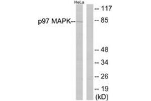 Western Blotting (WB) image for anti-Mitogen-Activated Protein Kinase 6 (MAPK6) (AA 155-204) antibody (ABIN2888833) (MAPK6 anticorps  (AA 155-204))