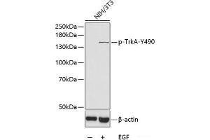 Western blot analysis of extracts of NIH3T3 cells using Phospho-TrkA(Y490) Polyclonal Antibody.