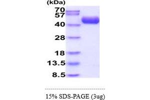 SDS-PAGE (SDS) image for Complement Decay-Accelerating Factor (CD55) (AA 35-353) protein (His tag) (ABIN5855076)