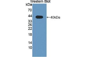Detection of Recombinant WNT4, Human using Polyclonal Antibody to Wingless Type MMTV Integration Site Family, Member 4 (WNT4)