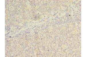 Immunohistochemistry of paraffin-embedded human tonsil tissue using ABIN7175746 at dilution of 1:100 (WDR37 anticorps  (AA 1-264))