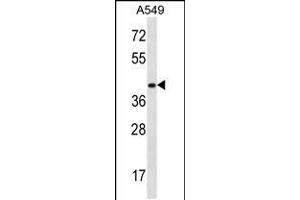 Western blot analysis in A549 cell line lysates (35ug/lane). (HOXD11 anticorps  (AA 187-216))