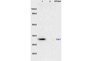 L1 mouse brain lysates L2 mouse kidney lysates probed with Anti 14-3-3(Alpha/Beta/Gamma/Delta/Epsilon) Polyclonal Antibody, Unconjugated (ABIN726710) at 1:200 overnight at 4 °C. (14-3-3 Pan (AA 174-245) anticorps)