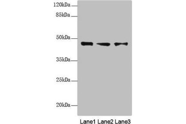 RNF34 anticorps  (AA 1-220)