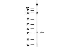 Western blot analysis of lysates from Rat brain, using C Antibody at 1/1000 dilution.