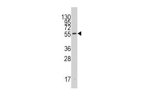 Western blot analysis of anti-INDO Antibody (C-term) (ABIN389194 and ABIN2839357) in 293 cell line lysates (35 μg/lane).