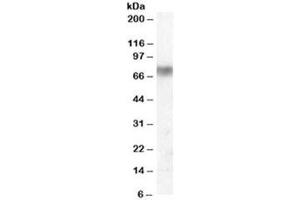Western blot testing of human lung lysate with Lactoperoxidase antibody at 0. (LPO anticorps)