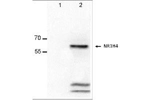 Antigen:  Lane-1: Alexander cells lysate  Lane-2: Alexander cells transfected with NR1H4 lysate  Primary Antibody: Anti-NR1H4 monoclonal (PA322-1.