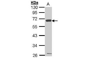 WB Image Sample (30 ug of whole cell lysate) A: Hep G2 , 10% SDS PAGE antibody diluted at 1:1000 (CXCR1 anticorps  (C-Term))