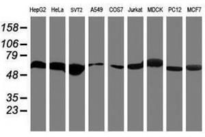 Image no. 6 for anti-Ring Finger Protein 113B (RNF113B) antibody (ABIN1500715) (RNF113B anticorps)