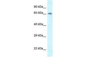 Image no. 1 for anti-Sh3kbp1 Binding Protein 1 (SHKBP1) (N-Term) antibody (ABIN6747563)