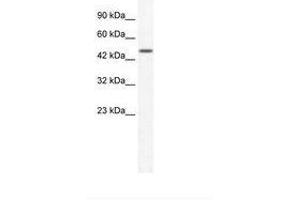 Image no. 1 for anti-Tripartite Motif Containing 39 (TRIM39) (AA 138-187) antibody (ABIN202647) (TRIM39 anticorps  (AA 138-187))