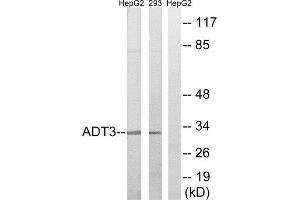 Western Blotting (WB) image for anti-Solute Carrier Family 25 (Mitochondrial Carrier, Adenine Nucleotide Translocator), Member 6 (SLC25A6) (Internal Region) antibody (ABIN1850696) (SLC25A6 anticorps  (Internal Region))