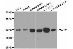 Western blot analysis of extracts of various cell lines, using MAPK1 antibody.
