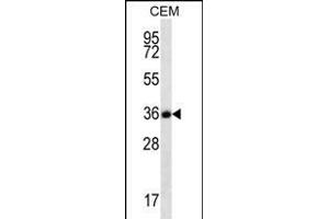 FSTL3 Antibody (C-term) (ABIN656234 and ABIN2845550) western blot analysis in CEM cell line lysates (35 μg/lane).